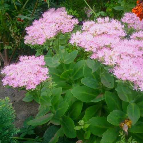Sedum spectabile 'Brilliant' - Kaunis kukehari 'Brilliant' P9/0,55L